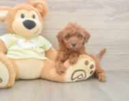6 week old Mini Irish Doodle Puppy For Sale - Simply Southern Pups