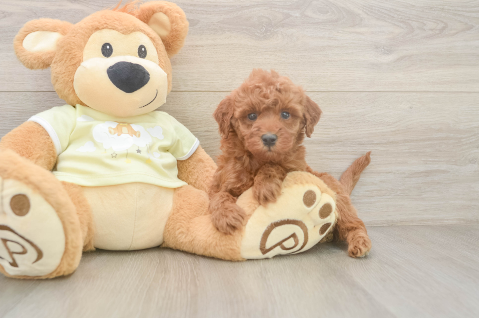 6 week old Mini Irish Doodle Puppy For Sale - Simply Southern Pups