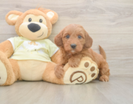6 week old Mini Irish Doodle Puppy For Sale - Simply Southern Pups