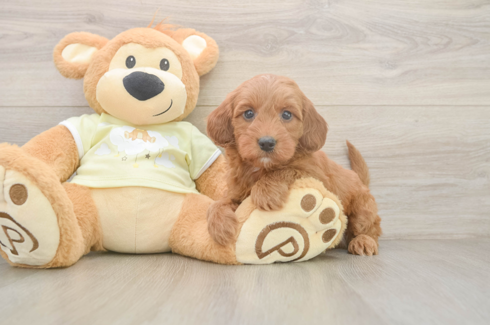 6 week old Mini Irish Doodle Puppy For Sale - Simply Southern Pups