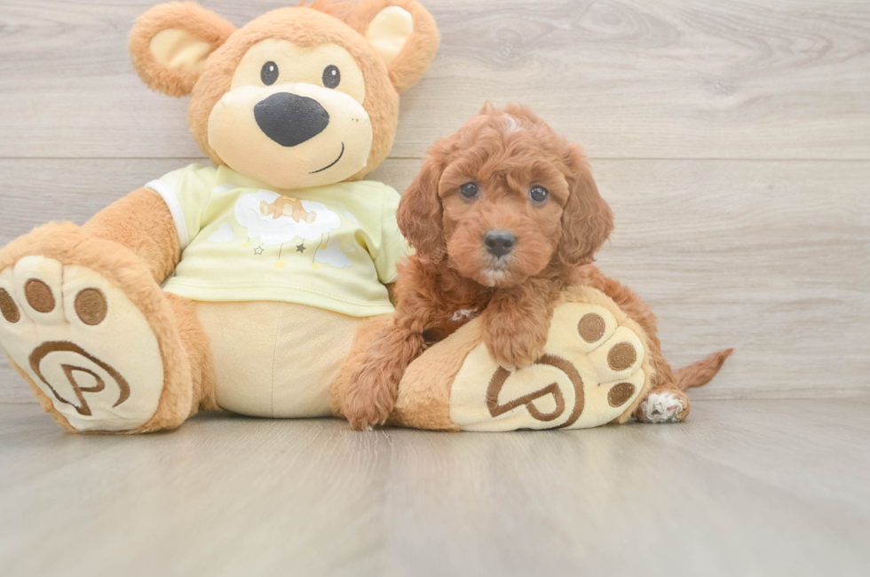 6 week old Mini Irish Doodle Puppy For Sale - Simply Southern Pups