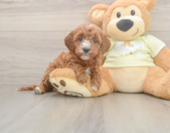 6 week old Mini Irish Doodle Puppy For Sale - Simply Southern Pups