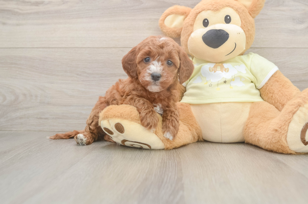6 week old Mini Irish Doodle Puppy For Sale - Simply Southern Pups
