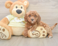 6 week old Mini Irish Doodle Puppy For Sale - Simply Southern Pups