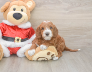 5 week old Mini Irish Doodle Puppy For Sale - Simply Southern Pups