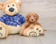 5 week old Mini Irish Doodle Puppy For Sale - Simply Southern Pups