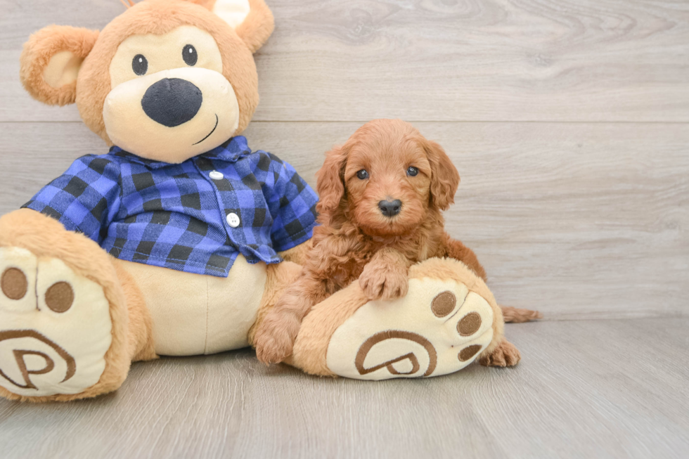 Best Mini Irish Doodle Baby