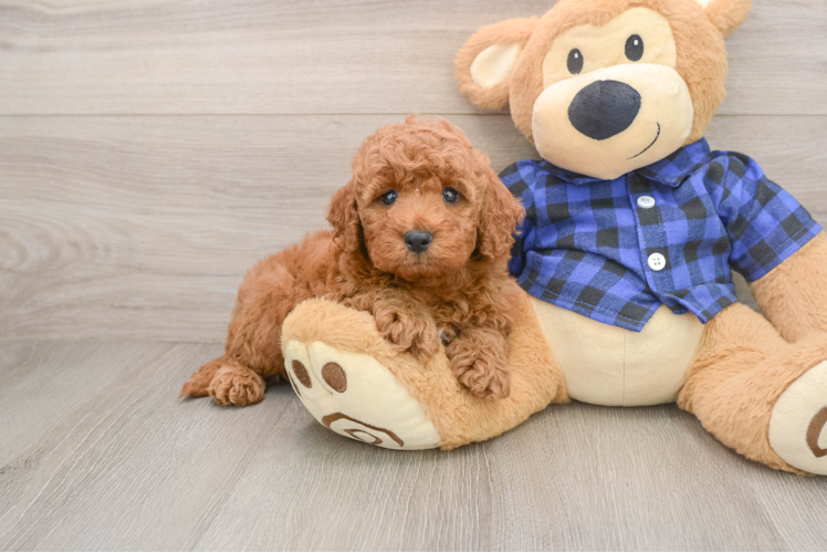 Mini Irish Doodle Puppy for Adoption