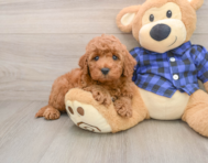 6 week old Mini Irish Doodle Puppy For Sale - Simply Southern Pups