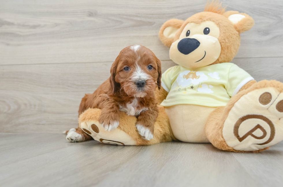 6 week old Mini Irish Doodle Puppy For Sale - Simply Southern Pups