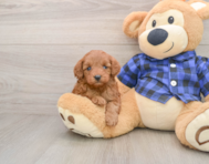 9 week old Mini Irish Doodle Puppy For Sale - Simply Southern Pups