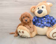 7 week old Mini Irish Doodle Puppy For Sale - Simply Southern Pups