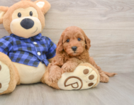 6 week old Mini Irish Doodle Puppy For Sale - Simply Southern Pups