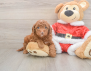 8 week old Mini Irish Doodle Puppy For Sale - Simply Southern Pups