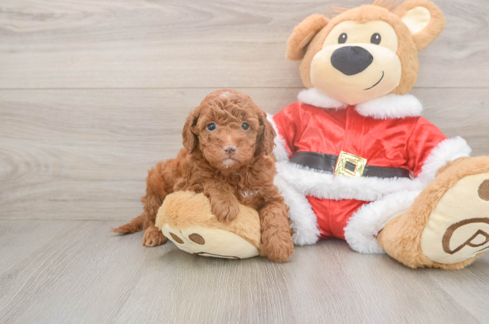 8 week old Mini Irish Doodle Puppy For Sale - Simply Southern Pups