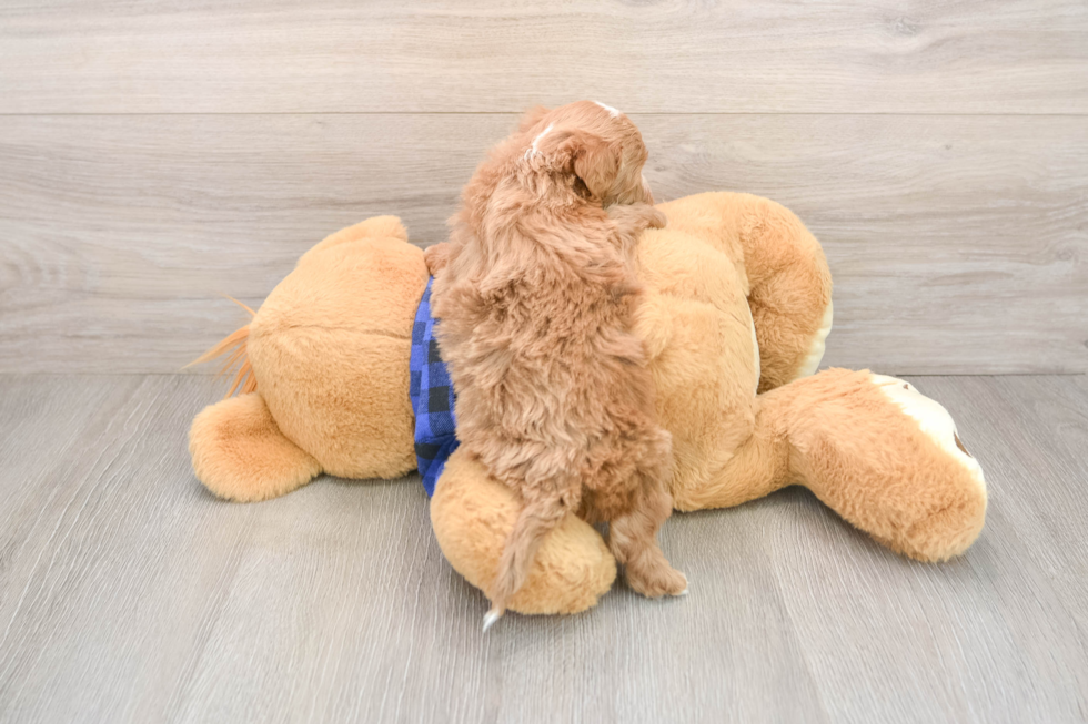 Sweet Mini Irish Doodle Baby