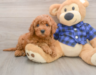 6 week old Mini Irish Doodle Puppy For Sale - Simply Southern Pups