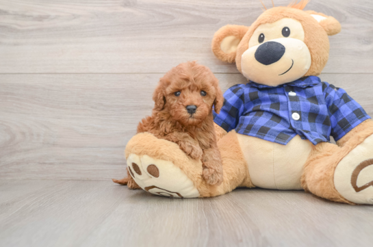 Adorable Setterdoodle Poodle Mix Puppy