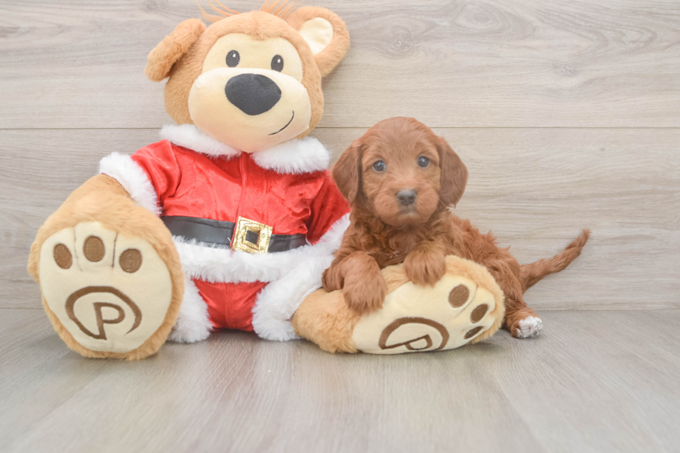 Mini Irish Doodle Pup Being Cute