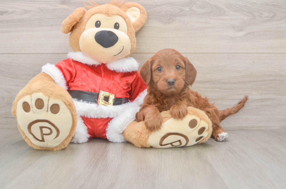 5 week old Mini Irish Doodle Puppy For Sale - Simply Southern Pups