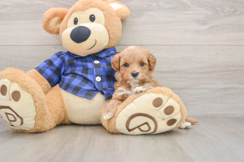 Adorable Setterdoodle Poodle Mix Puppy