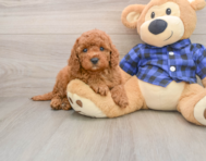 6 week old Mini Irish Doodle Puppy For Sale - Simply Southern Pups