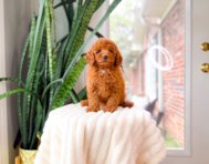 9 week old Mini Irish Doodle Puppy For Sale - Simply Southern Pups
