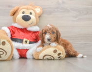 5 week old Mini Irish Doodle Puppy For Sale - Simply Southern Pups