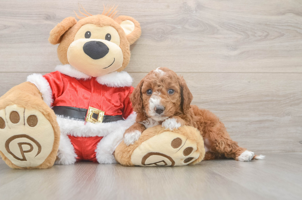 5 week old Mini Irish Doodle Puppy For Sale - Simply Southern Pups