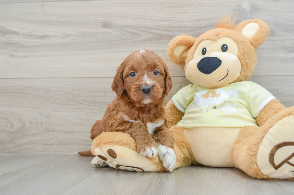 6 week old Mini Irish Doodle Puppy For Sale - Simply Southern Pups