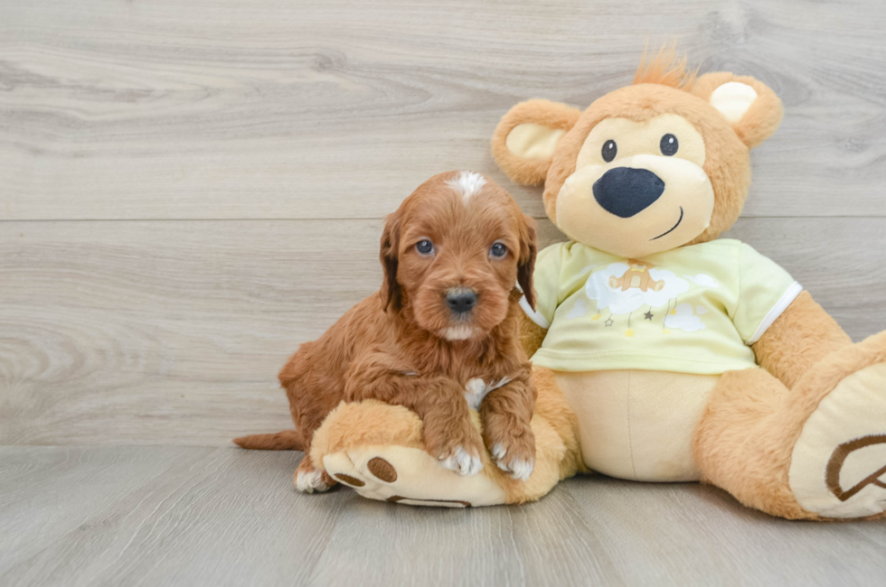 6 week old Mini Irish Doodle Puppy For Sale - Simply Southern Pups