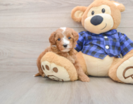 5 week old Mini Irish Doodle Puppy For Sale - Simply Southern Pups