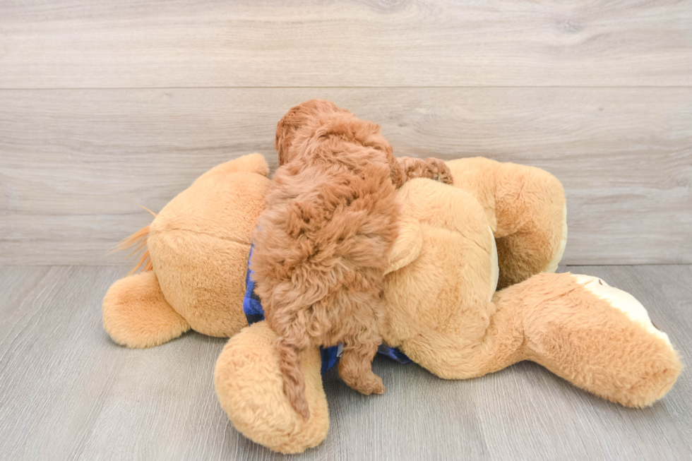 Happy Mini Irish Doodle Baby