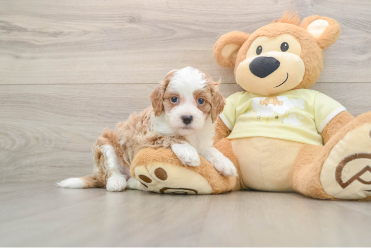 Mini Irish Doodle Puppy for Adoption