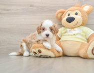 6 week old Mini Irish Doodle Puppy For Sale - Simply Southern Pups