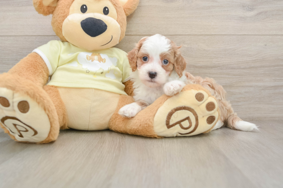 Mini Irish Doodle Pup Being Cute