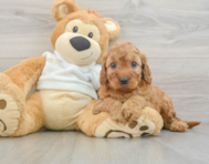 6 week old Mini Irish Doodle Puppy For Sale - Simply Southern Pups