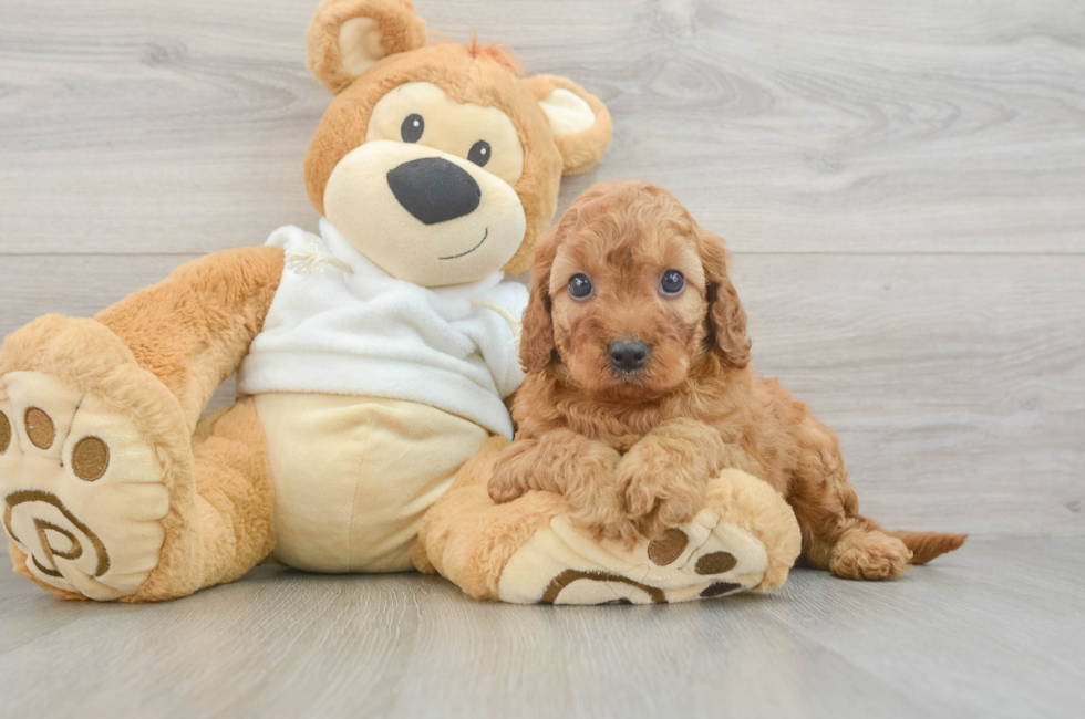 6 week old Mini Irish Doodle Puppy For Sale - Simply Southern Pups