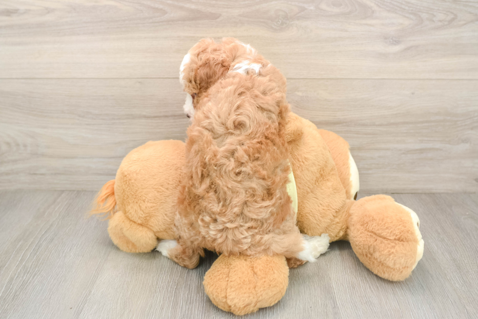 Fluffy Mini Irish Doodle Poodle Mix Pup