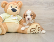 6 week old Mini Irish Doodle Puppy For Sale - Simply Southern Pups