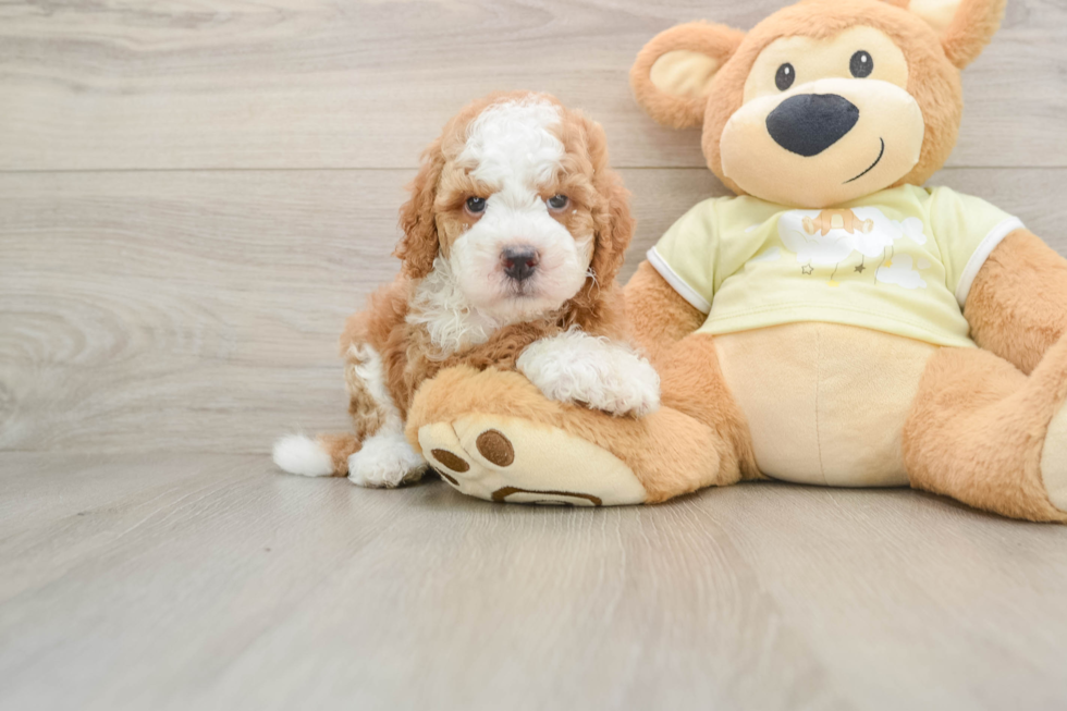 Mini Irish Doodle Puppy for Adoption