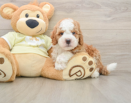 6 week old Mini Irish Doodle Puppy For Sale - Simply Southern Pups