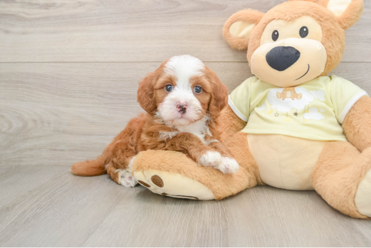 Smart Mini Irish Doodle Poodle Mix Pup