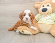 6 week old Mini Irish Doodle Puppy For Sale - Simply Southern Pups