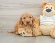 6 week old Mini Irish Doodle Puppy For Sale - Simply Southern Pups
