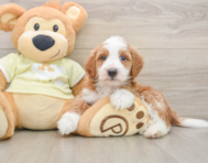 6 week old Mini Irish Doodle Puppy For Sale - Simply Southern Pups
