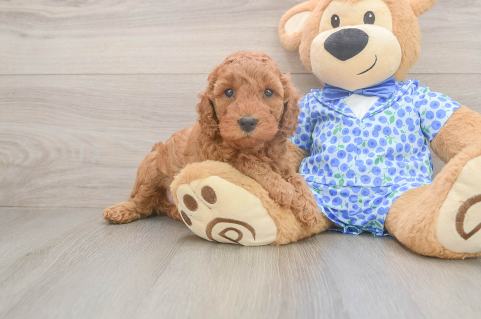 5 week old Mini Irish Doodle Puppy For Sale - Simply Southern Pups