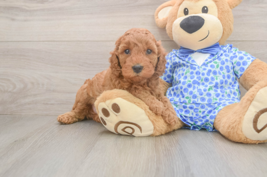 Playful Mini Irishdoodle Poodle Mix Puppy