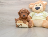 9 week old Mini Irish Doodle Puppy For Sale - Simply Southern Pups