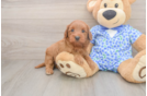 Petite Mini Irish Doodle Poodle Mix Pup